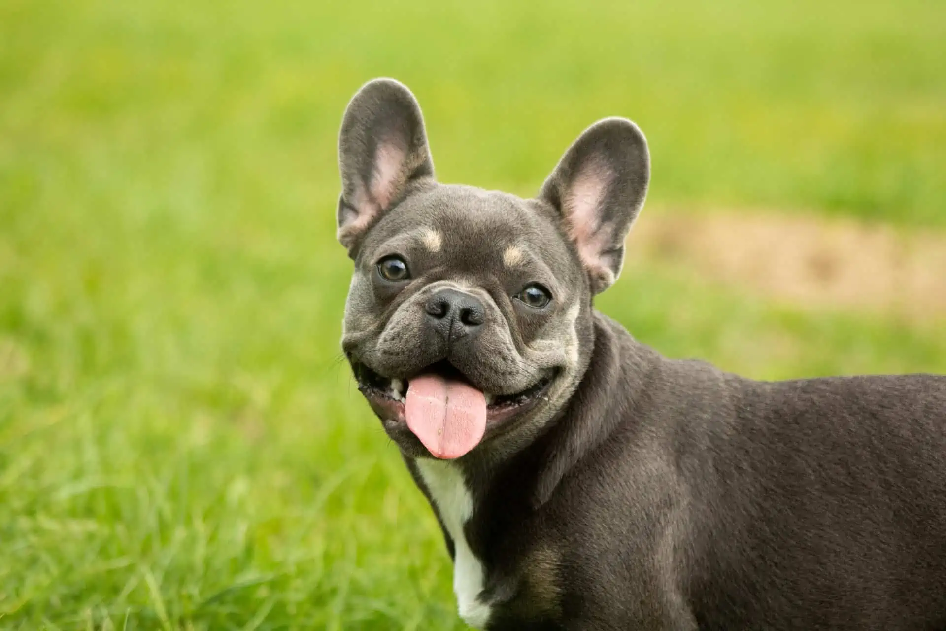 Best Dry Dog Food for French Bulldogs Key Factors When Choosing Dry Food