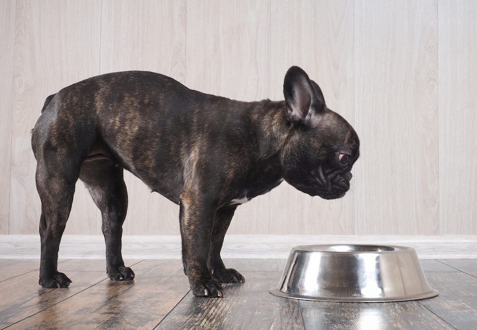 Best Dry Dog Food for French Bulldogs