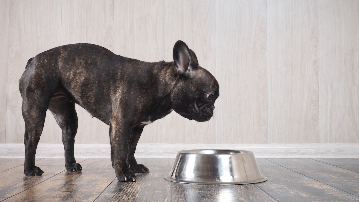 Best Dry Dog Food for French Bulldogs