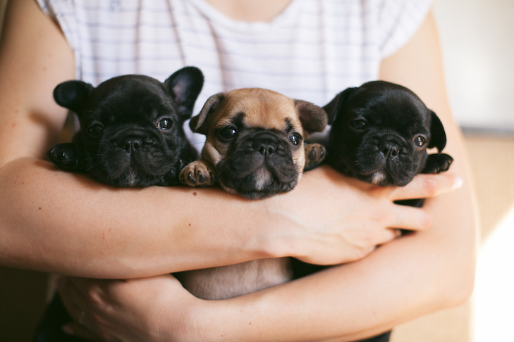 Three bulldogs are being hugged.