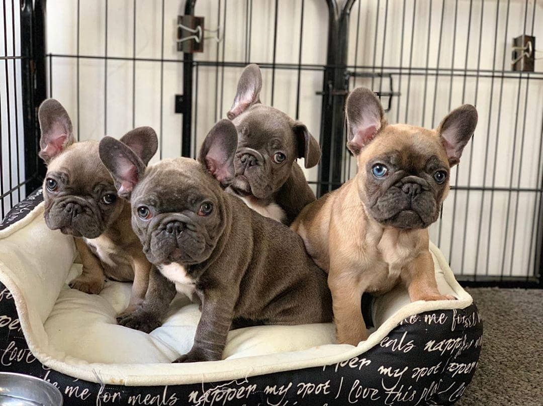 Three French Bulldogs are watching.