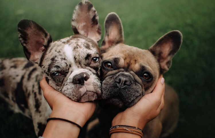 Two French Bulldogs are being petted.