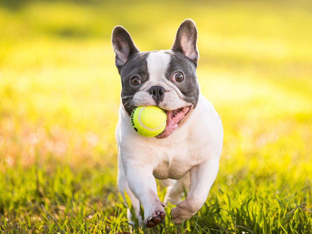 The Bulldog is chewing on a ball.