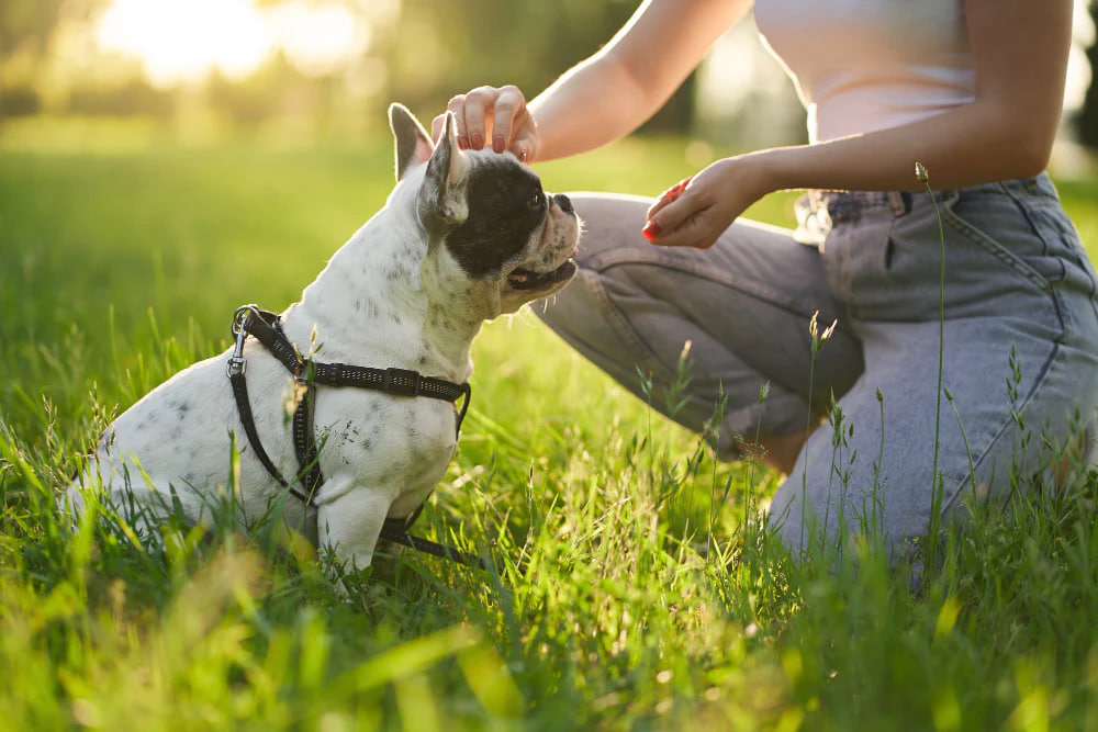 The French Bulldog is being trained.