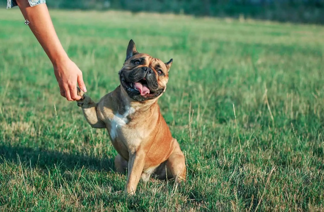 The French Bulldog is being trained.