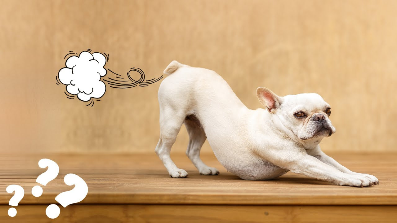 Why Do French Bulldogs Fart So Much