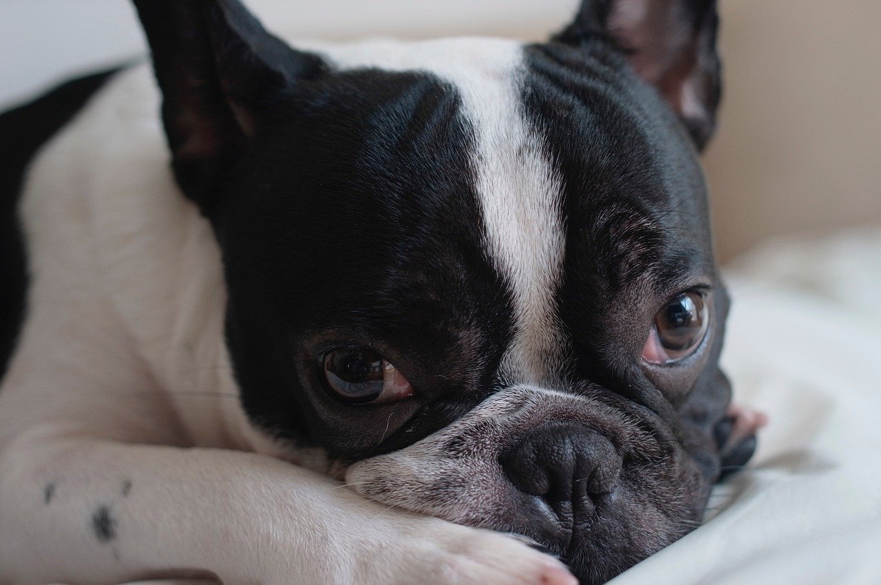 best food for french bulldogs with sensitive stomach