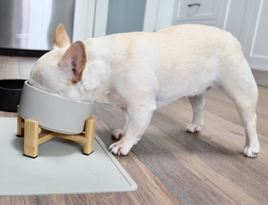 best wet food for french bulldogs