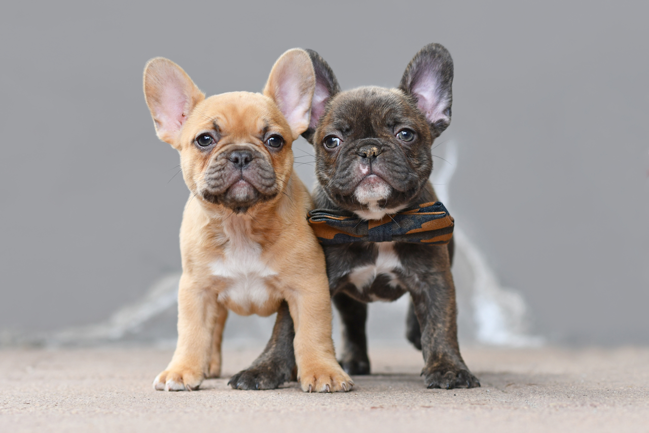 best wet food for french bulldogs Benefits of best wet food for french bulldogs