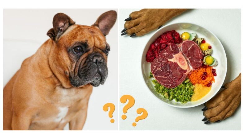 French Bulldog a raw diet