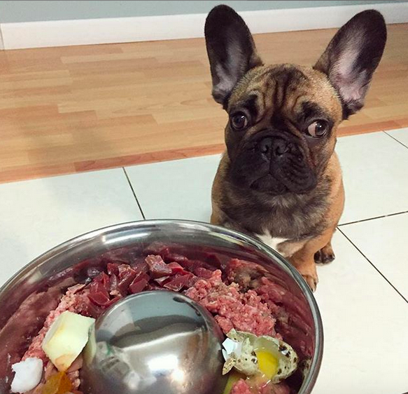 Key Ingredients in a French Bulldog a raw diet