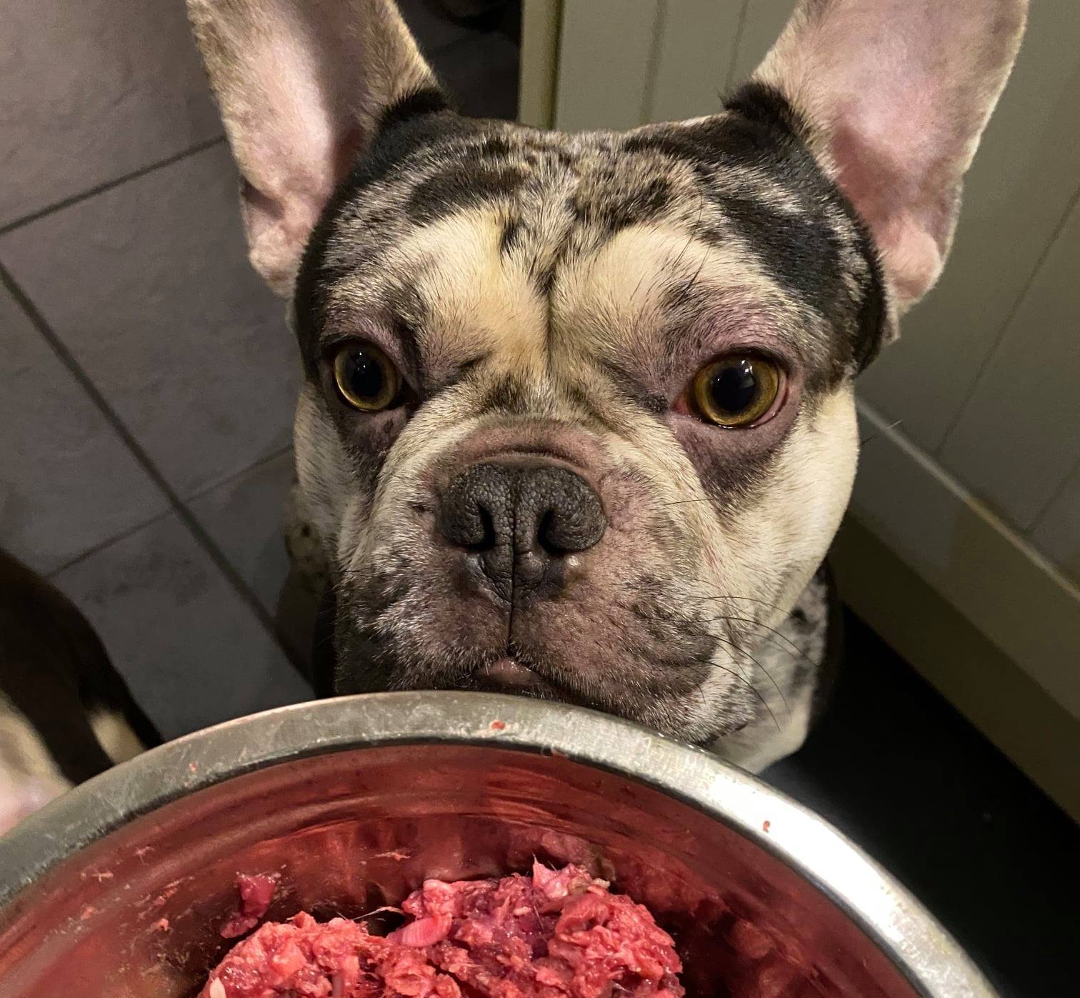 Introduction to french bulldog raw diet