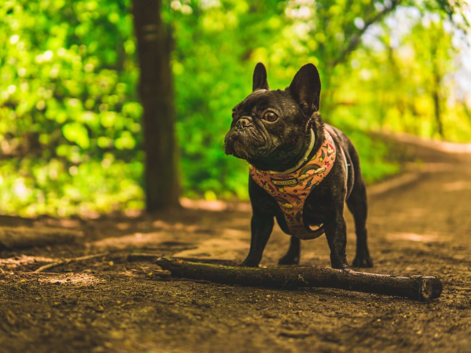 How much exercise does a french bulldog need