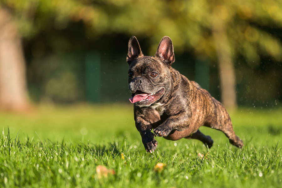 How much exercise does a french bulldog need