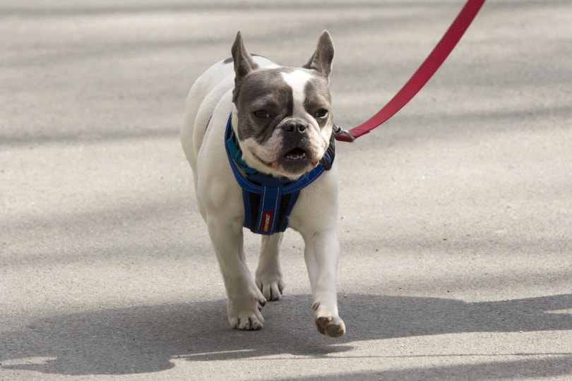 how much exercise does a french bulldog need