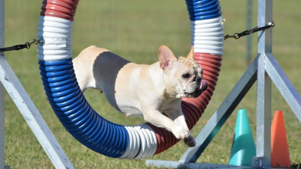 How much exercise does a french bulldog need