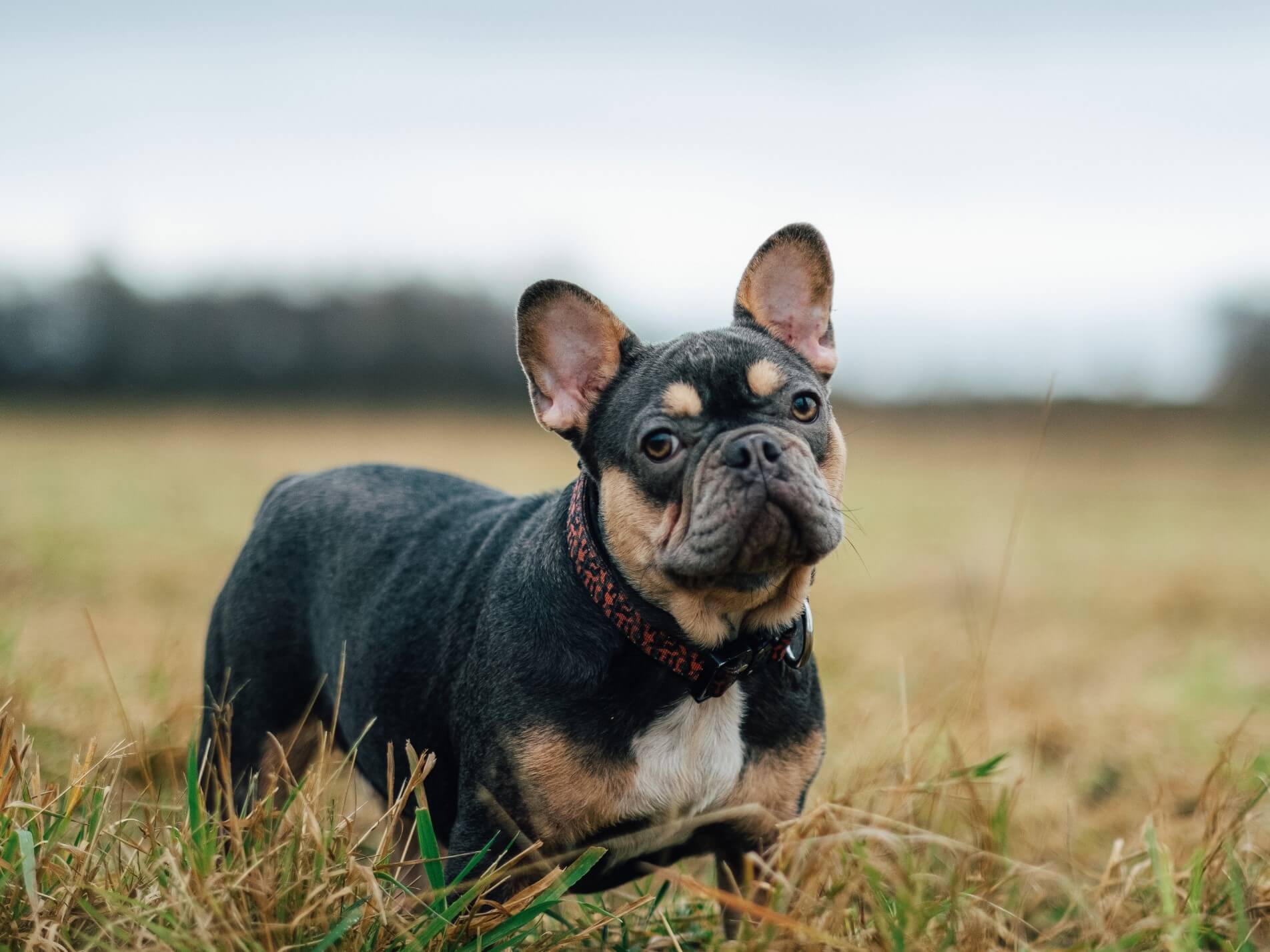 How much exercise does a french bulldog need