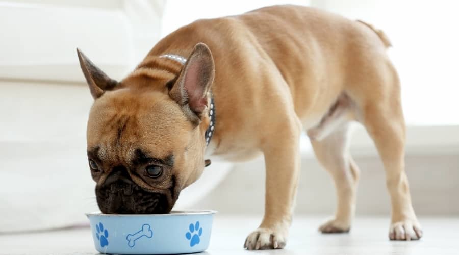 how much should a french bulldog eat Signs of Overfeeding or Underfeeding