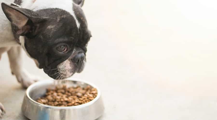 how much should a french bulldog eat