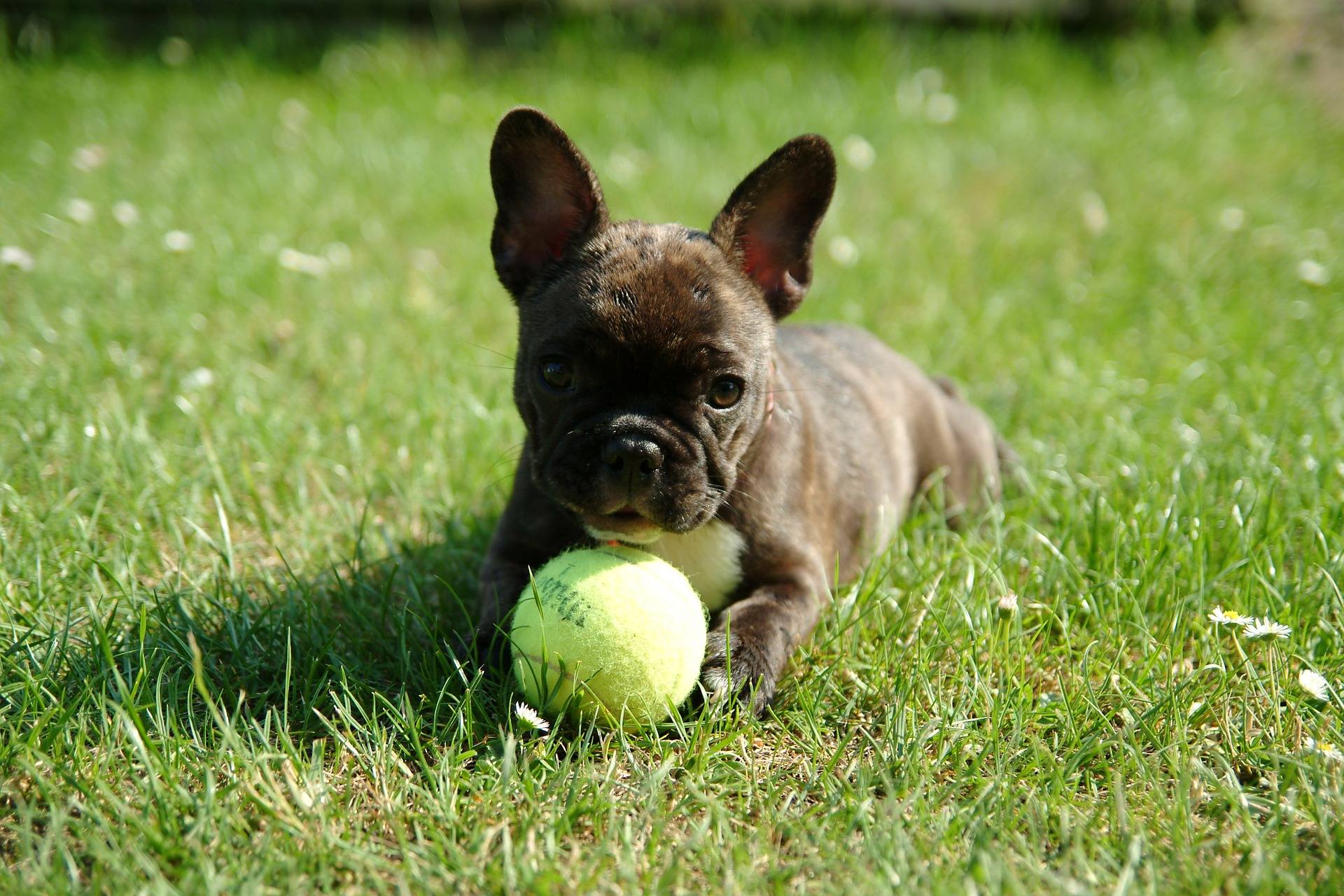 how much should a french bulldog eat Puppies