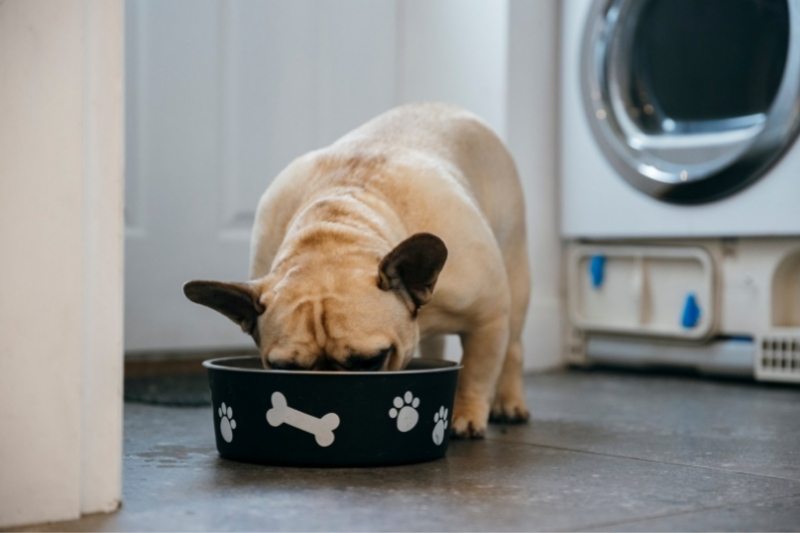 how much should a french bulldog eat