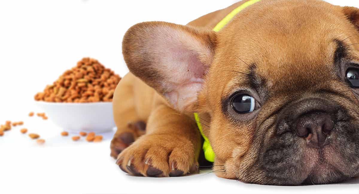 How much to feed french bulldog puppy Choosing the Right Puppy Food