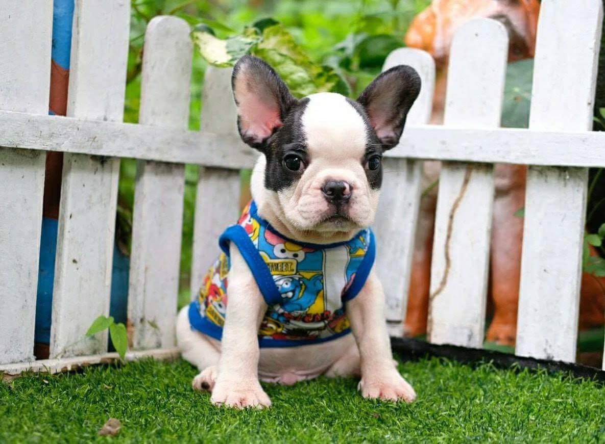 How much to feed french bulldog puppy Addressing Common Concerns and Issues