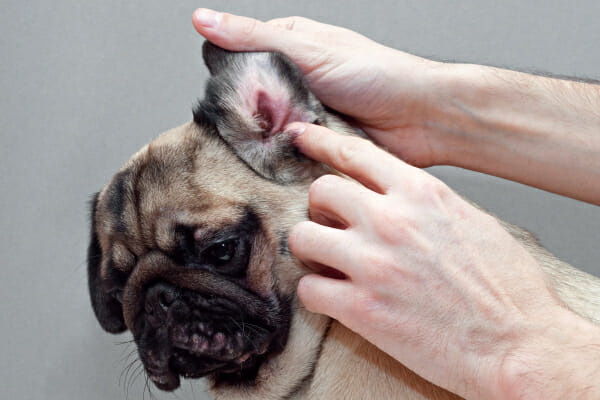 how to clean frenchie ears