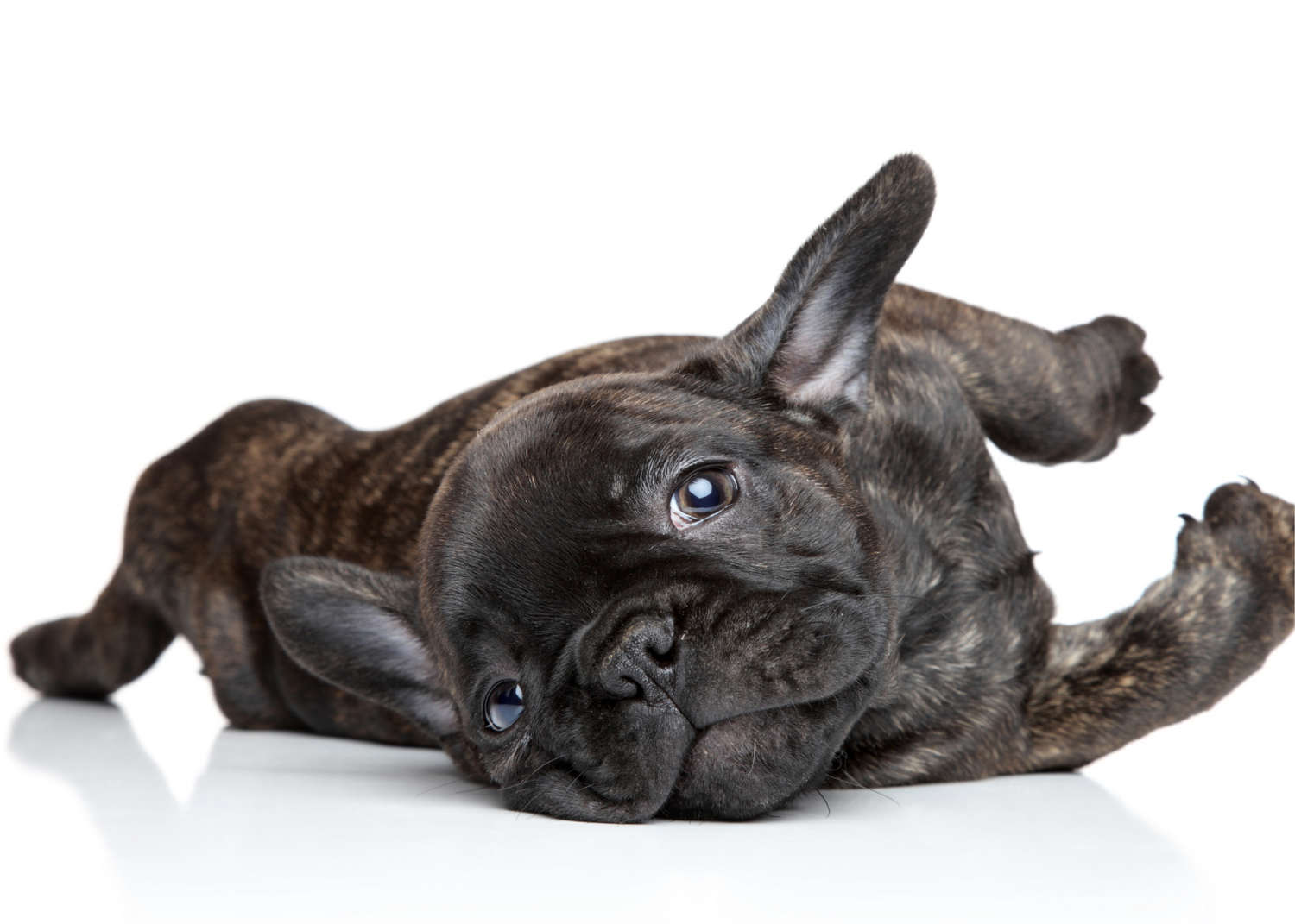 how to train your french bulldog to listen