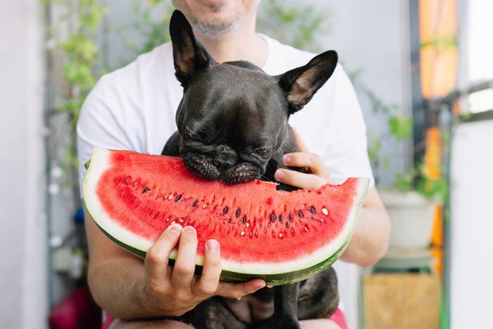 what can French Bulldogs eat