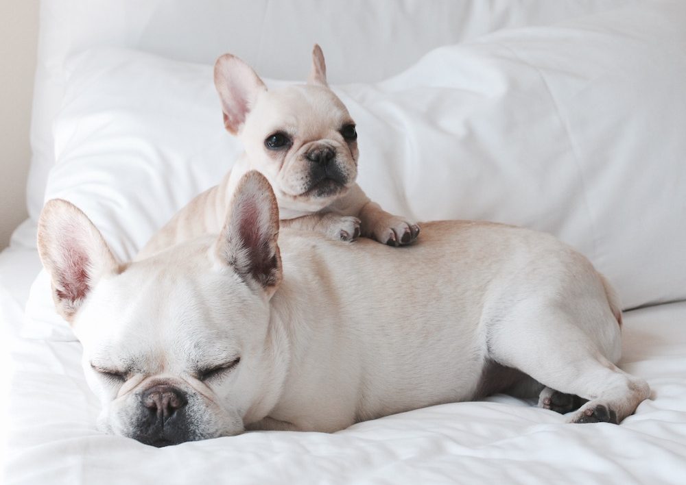 bulldogs are lying on the bed