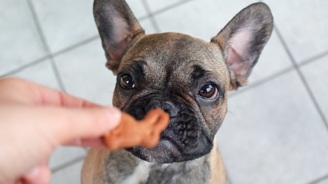 The bulldog is looking at the food.