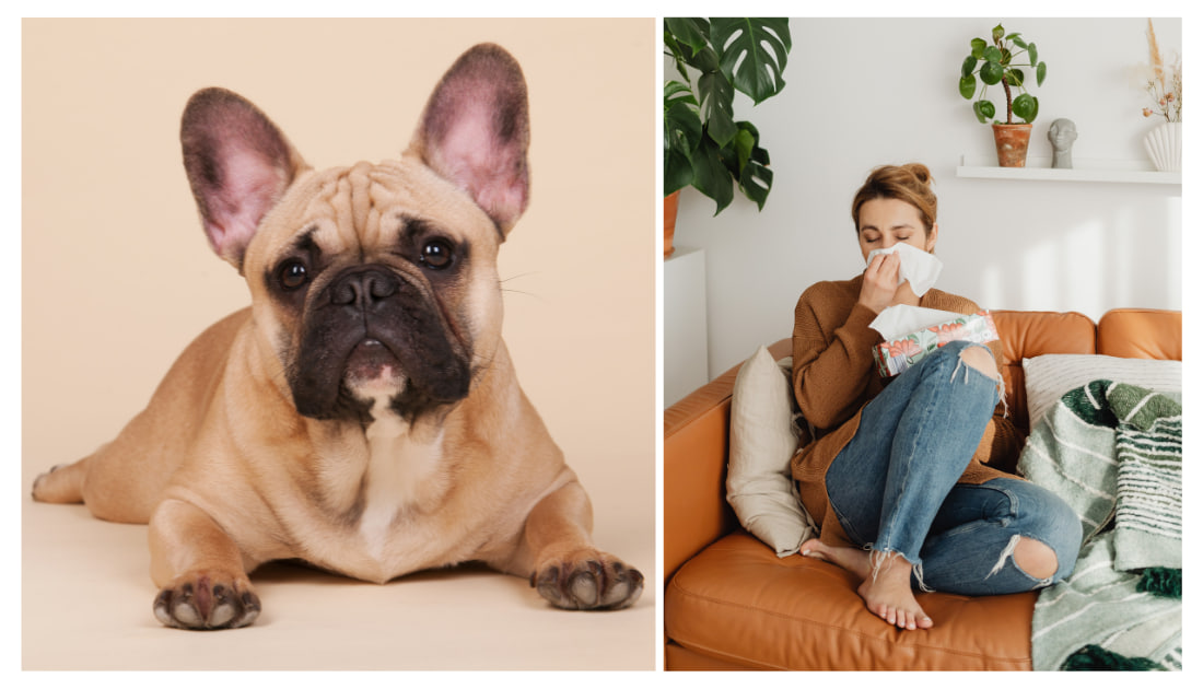 A bulldog is lying down and the girl is having an allergic reaction.