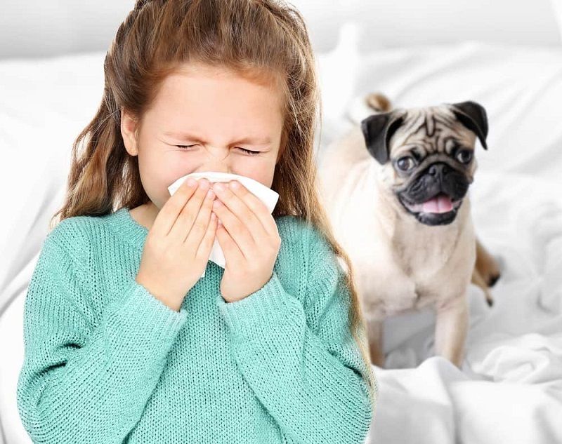 The little girl is allergic to the bulldog.