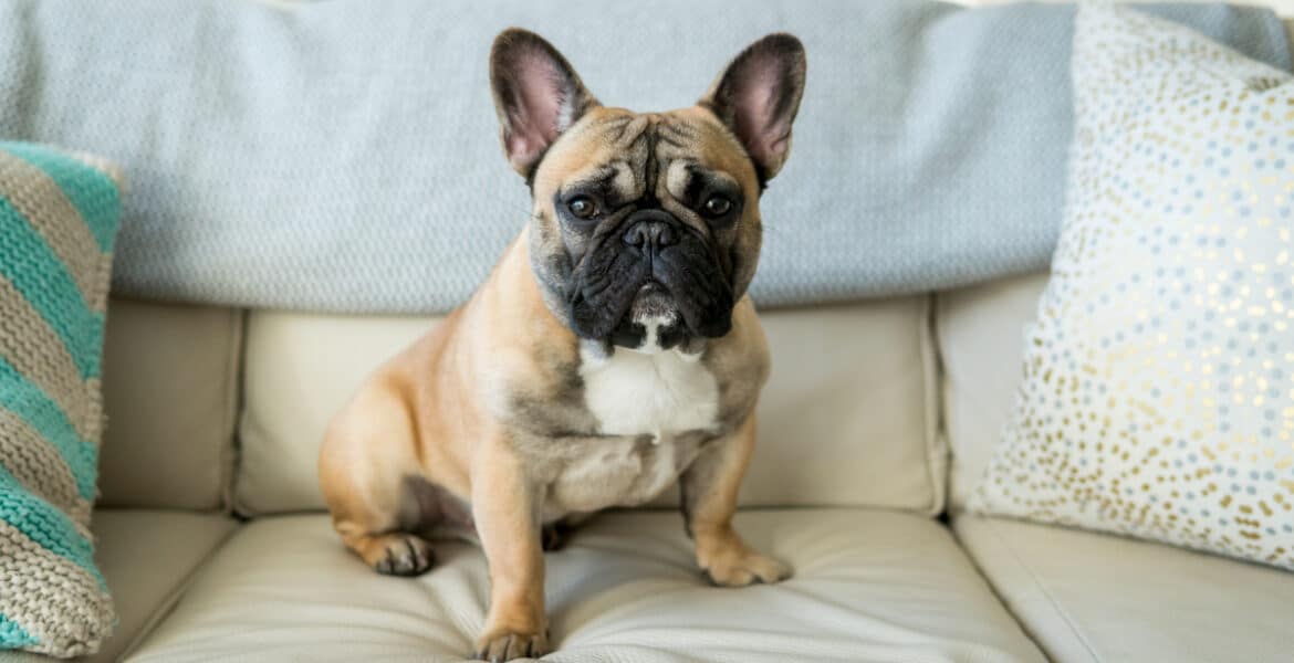 French bulldog and shedding