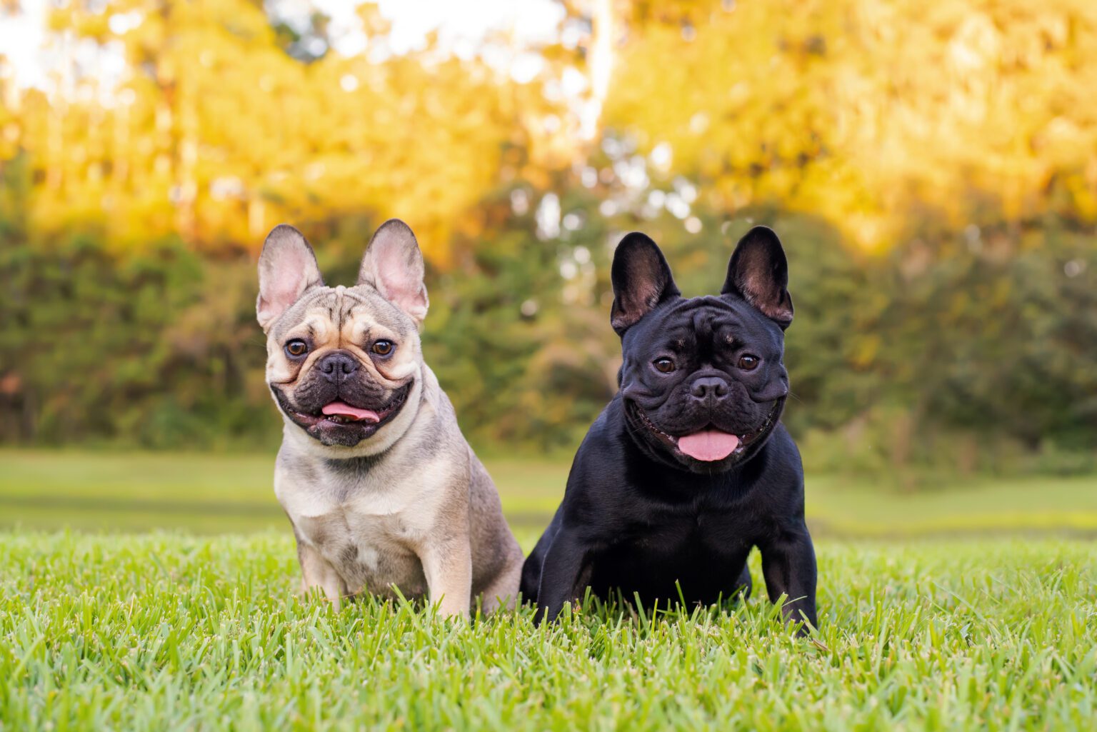 Do French Bulldogs Moult