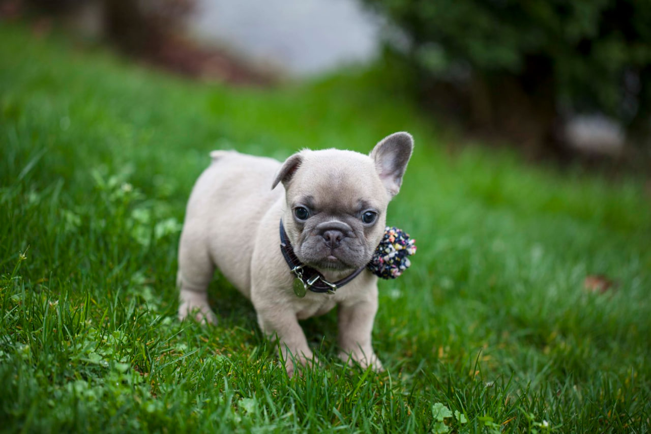 The bulldog is standing on the lawn