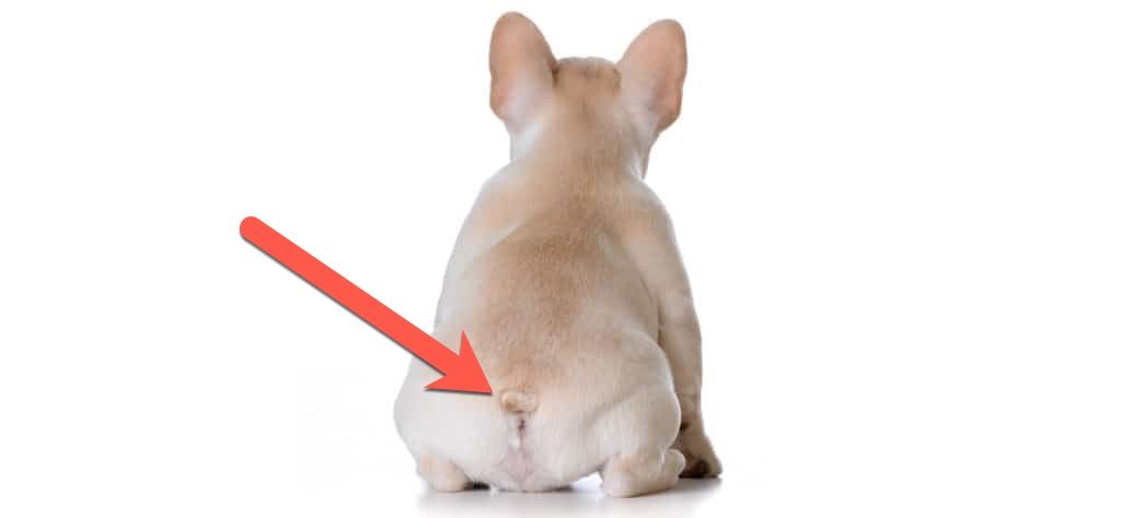 French Bulldog Tail