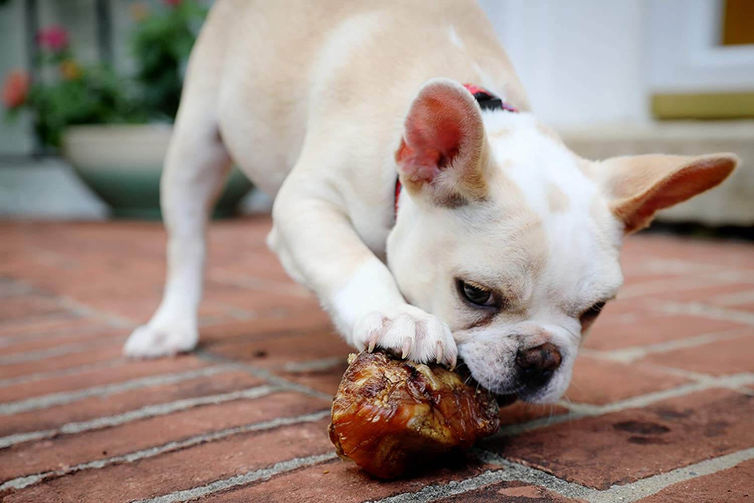 "The bulldog is chewing on something."