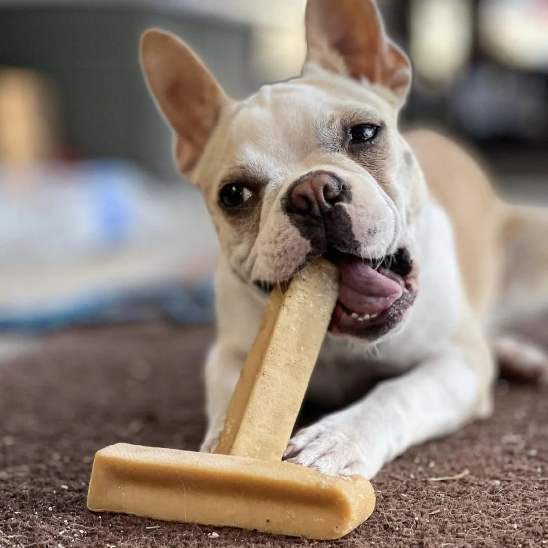 "The bulldog is chewing on something."