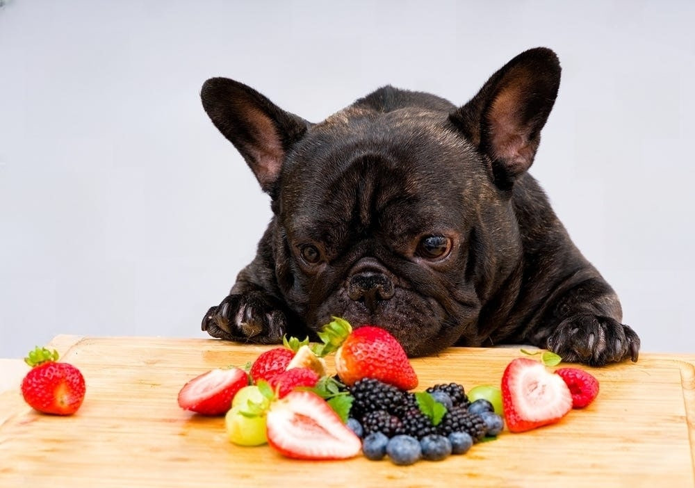 Bulldog is looking at the fruit table