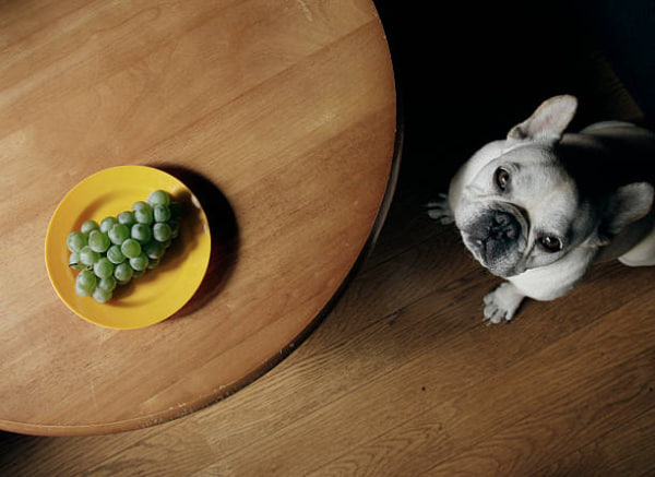 Bulldogs should not eat grapes