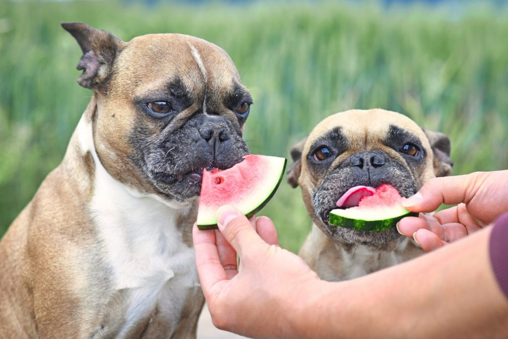 Bulldogs are eating watermelon